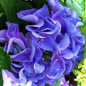 Meet your Posher, Pat